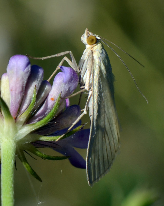 Crambide, Sitochroa palealis ?